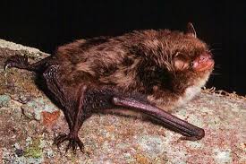Attēlu rezultāti vaicājumam “Myotis daubentonii”