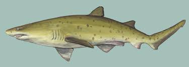 Image result for Carcharias