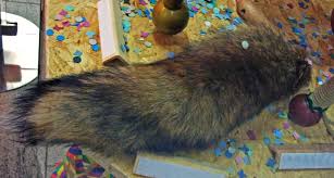 Image result for Fuchsschwanz