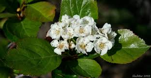 Attēlu rezultāti vaicājumam “Crataegus douglasii”