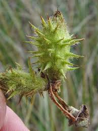 Attēlu rezultāti vaicājumam “Physarum xanthinum sessile”