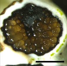 Attēlu rezultāti vaicājumam “Perichaena corticalis spores”