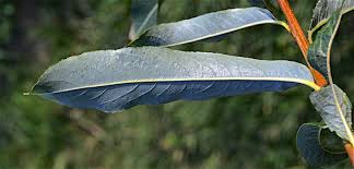 Attēlu rezultāti vaicājumam “Salix purpurea leaf”