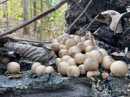 Attēlu rezultāti vaicājumam “Lycoperdon pyriforme”