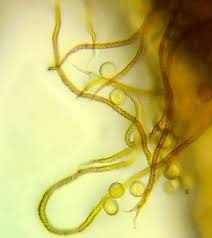 Attēlu rezultāti vaicājumam “Trichia longipalpis sessile”