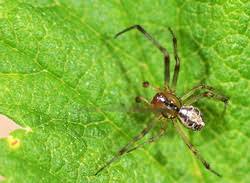 Attēlu rezultāti vaicājumam “Phylloneta sp.”