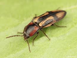 Attēlu rezultāti vaicājumam “Selatosomus cruciatus”