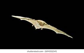 Attēlu rezultāti vaicājumam “Myotis daubentonii”