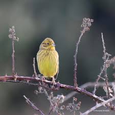 Attēlu rezultāti vaicājumam “Emberiza citrinella”