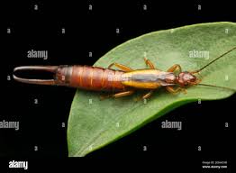 Attēlu rezultāti vaicājumam “Forficula auricularia female”