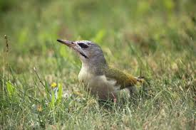 Attēlu rezultāti vaicājumam “Picus canus female”