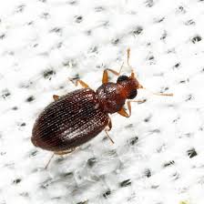 Attēlu rezultāti vaicājumam “Latridiidae”