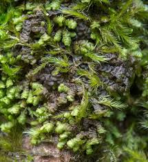 Attēlu rezultāti vaicājumam “Frullania dilatata”