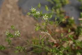 Attēlu rezultāti vaicājumam “Arenaria serpyllifolia flower”