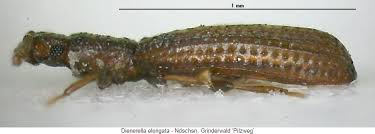 Attēlu rezultāti vaicājumam “Dienerella elongata”