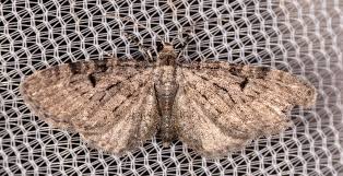 Attēlu rezultāti vaicājumam “Eupithecia lanceata”