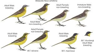 Attēlu rezultāti vaicājumam “Motacilla flava flava adult”