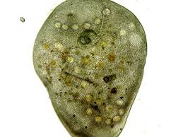 Attēlu rezultāti vaicājumam “Diderma umbilicatum macro”