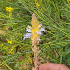 Attēlu rezultāti vaicājumam “Orobanche coerulescens flower”