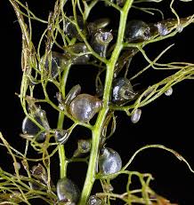 Attēlu rezultāti vaicājumam “Utricularia vulgaris leaf”