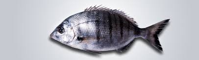 Image result for Diplodus puntazzo