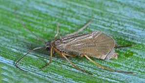 Attēlu rezultāti vaicājumam “Chaetopteryx villosa”