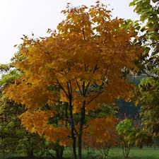 Attēlu rezultāti vaicājumam “Juglans ailanthifolia”