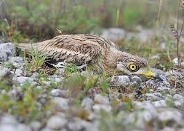 Image result for Burhinus oedicnemus