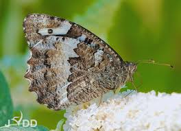 Attēlu rezultāti vaicājumam “Pontia edusa underside”