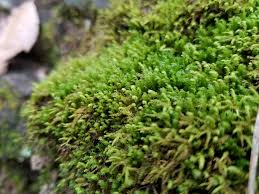 Attēlu rezultāti vaicājumam “Fissidens gracilifolius”