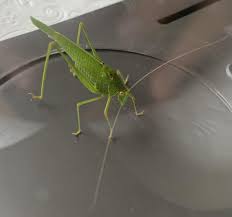 Attēlu rezultāti vaicājumam “Phaneroptera falcata”