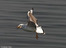 Attēlu rezultāti vaicājumam “Larus ridibundus juvenile”