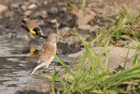 Attēlu rezultāti vaicājumam “Carduelis cannabina male”