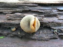 Attēlu rezultāti vaicājumam “Chlorencoelia versiformis”