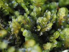 Attēlu rezultāti vaicājumam “Harpanthus flotovianus”