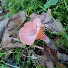 Attēlu rezultāti vaicājumam “Tremiscus helvelloides”