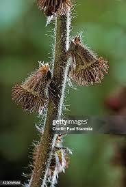 Attēlu rezultāti vaicājumam “Agrimonia eupatoria fruit”