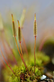 Attēlu rezultāti vaicājumam “Encalypta”