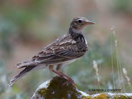 Image result for Alauda arvensis