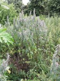 Attēlu rezultāti vaicājumam “Leonurus quinquelobatus”