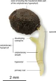 Attēlu rezultāti vaicājumam “Colchicum autumnale”
