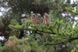 Attēlu rezultāti vaicājumam “Abies veitchii”