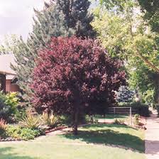 Attēlu rezultāti vaicājumam “Prunus (plum-tree)”