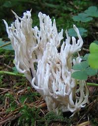 Attēlu rezultāti vaicājumam “Clavulina rugosa”