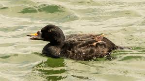 Attēlu rezultāti vaicājumam “Melanitta nigra”