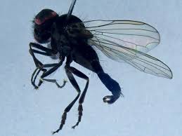 Attēlu rezultāti vaicājumam “Agathomyia wankowiczii”