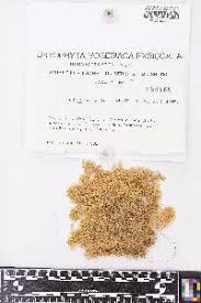 Attēlu rezultāti vaicājumam “Sphagnum balticum”