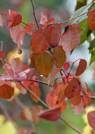 Attēlu rezultāti vaicājumam “Cercidiphyllum japonicum leaf”