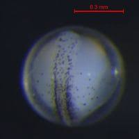 Image result for Chelon saliens