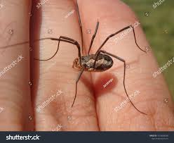 Attēlu rezultāti vaicājumam “Phalangium opilio”